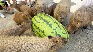 Thumbnail: Capybaras vs Giant Watermelon at Nagasaki Bio Park, Japan! 🍉