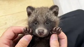 Thumbnail: A Japanese Baby Tanuki Who Thinks She’s a Cat