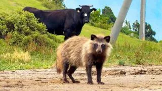 Thumbnail: 2,000 Tanuki!? Visiting Japan’s Secret Tanuki Island!