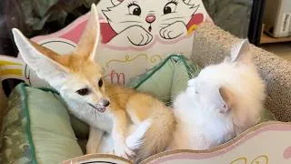 Thumbnail: Cats & a Fox Living Together!? Japan’s Rare Animal Cafe!🐈🦊
