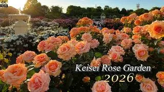 Thumbnail: The World's Finest Roses in Bloom.  Keisei Rose Garden 2026.  京成バラ園 2026―世界屈指のバラが集結