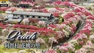 Thumbnail: In a gently hidden valley of Nagano, the peach blossoms are now in full bloom. 阿智村 花桃の里 2026