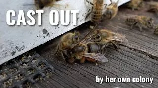 Thumbnail: Cast Out by Her Own Colony: A Queen Bee's Fate