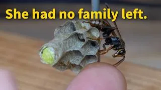 Thumbnail: This Orphan Wasp Should Have Died Alone. Then Another Queen Took Her In.