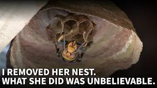 Thumbnail: A Lone Hornet Queen Built a Nest — I Fed Her Eggs to My Chicks