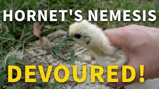 Thumbnail: The Hornet's Hidden Enemy Was My Chicks' Favorite Food