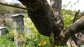 Thumbnail: One Queen, 10,000 Followers: Inside a Japanese Honey Bee Swarm
