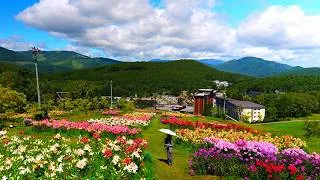 Thumbnail: Admiring the lily flowers and seeking a cool escape at Shirakaba Resort.
