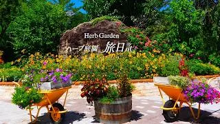 Thumbnail: Sunfinity sunflowers are in full bloom at the "Herb Garden Travel Diary."