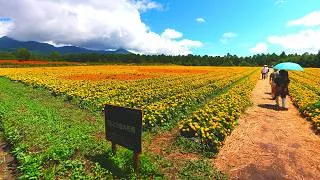 Thumbnail: Yatz Garden's goal is to become the best flower field in Japan.