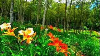 Thumbnail: "Gardens in the Sky" Tour at Fujimi Highland Resort – Flowers Now in Full Bloom
