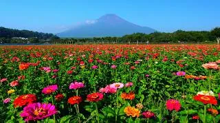 Thumbnail: At the foot of Mt. Fuji, zinnias and Annabelle hydrangeas are in full bloom.
