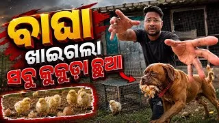 Thumbnail: ବାଘା କରିଦେଲା ATTACK ମରୁ ମରୁ ବଞ୍ଚିଲେ ଛୁଆ ମାନେ 😭