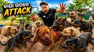 Thumbnail: ସବୁ DOG ମିଶିକି ବାଘା ଉପରେ କରିଦେଲେ ATTACK 😭