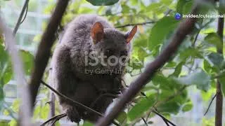 Thumbnail: Safari at Dusk: Nighttime Creatures of Zimbabwe #cuteanimal #wildlife #nature
