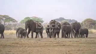 Thumbnail: The Great Migration: Zimbabwe’s Animal Journey #cuteanimal #wildlife #nature