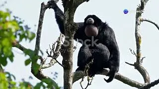 Thumbnail: The Hidden Life of Cambodia's Endangered Gibbons #cuteanimal #wildlife #nature