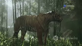 Thumbnail: Cambodia's Iconic Land Animals: The Majestic Bengal Tiger #cuteanimal #wildlife #nature