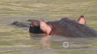 Thumbnail: Zimbabwe’s Rivers: Life Along the Zambezi! #cuteanimal #wildlife #nature