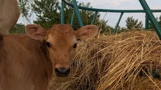 Thumbnail: Making pickles & our NEW CALF disappeared