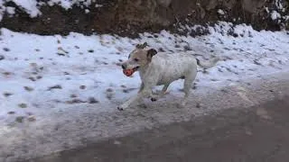 Thumbnail: Slow-motion dog running down snowy mountain in Utah (Yarnbi)