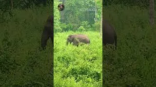 Thumbnail: Elephant