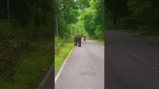 Thumbnail: Elephant Chasing