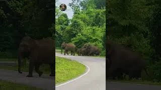 Thumbnail: Elephant