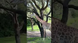 Thumbnail: Kilmanjaro Safaris in 4K - Animal Kingdom - Walt Disney World - Orlando - Florida - 10 July 2026