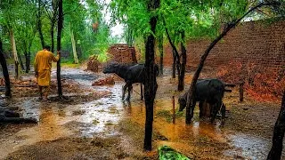 Thumbnail: Heavy Rain on a Buffalo Farm | Peaceful Countryside Life in Pakistan 🌧️🐃