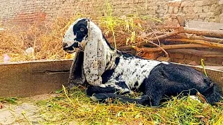 Thumbnail: Inside Our Beautiful Goat Farm | Peaceful Farm Life & Amazing Goats 🐐