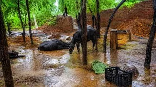 Thumbnail: Heavy Rain Hits Our Buffalo Farm | Real Farm Life in Pakistan