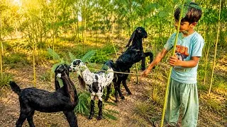 Thumbnail: Cute Baby Goats Love Fresh Leaves! 🐐 | Real Farm Life