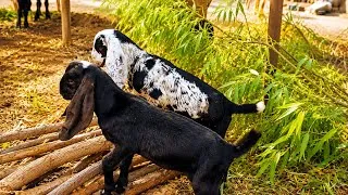 Thumbnail: Meet Our Adorable Baby Goats! | Cute Goat Kids Playing on the Farm 🐐
