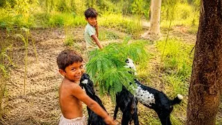 Thumbnail: Cute Kids Feeding Goats on a Beautiful Village Farm | Heartwarming Goat Farm Life