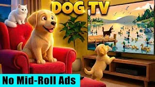 Thumbnail: Cartoon for Dogs to Watch 🔴 Calm & Entertain your Pet with Dog TV, Relaxing Music & Bird Sounds