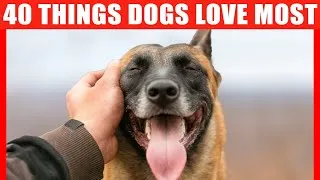 Thumbnail: 40 Things Dogs Love the Most, According to Science
