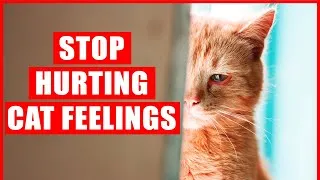 Thumbnail: 40 Things that EMOTIONALLY Hurt Your Cat, Without You Even Realizing It
