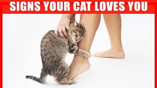Thumbnail: 30 Signs Your Cat Considers You its Mother