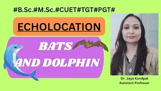 Thumbnail: ECHOLOCATION#BAT#CETACEANS#DOLPHIN#ANIMAL BEHAVIOUR#U G & P G#TGT#PGT#NET