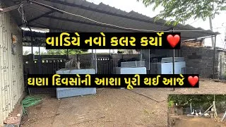 Thumbnail: કલરકામ કર્યું અને બતક માટે ઘર બનાવ્યું | Jay Sakariya | Horses | Farm vlog | Farm Development | Duck