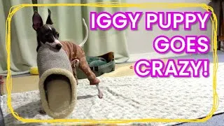 Thumbnail: Italian Greyhound Puppy Goes Crazy! | Iggy Puppy Playtime | Luna the Iggy