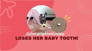 Thumbnail: Italian Greyhound Puppy Loses Her Baby Tooth! | Iggy Puppy | Luna the Iggy