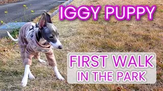 Thumbnail: Puppy's First Walk in the Park | Italian Greyhound Puppy | Iggy Puppy | Luna the Iggy