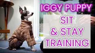 Thumbnail: Train a Puppy to Sit and Stay | Italian Greyhound Puppy | Luna the Iggy