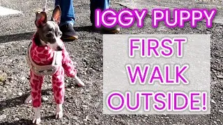 Thumbnail: Italian Greyhound Puppy’s First Walk Outside | Iggy Puppy | Luna the Iggy