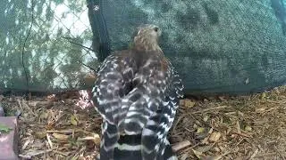 Thumbnail: Baby Chipmunk Outsmarts Red-Shouldered Hawk  #Shorts #shortsfeed #raptor
