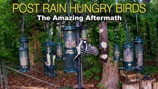Thumbnail: Bird Rush After Storms #birdwatching