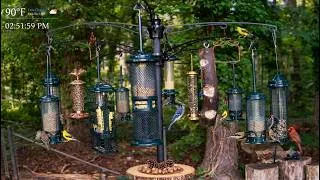 Thumbnail: Ultimate Bird Feeder Pole Setup: Space for 18 Feeders; Brome Raccoon Buster (Before & After)