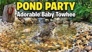 Thumbnail: Splish Splash! Baby Eastern Towhee’s Back Yard Pond Bath